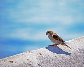 Zomerse mus  by Ilja Kalle