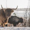 Schottischer Highlander im Schnee von Ans Bastiaanssen