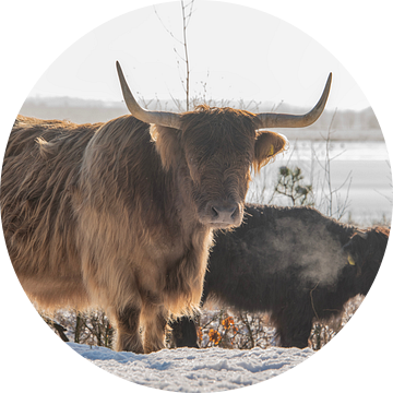 Schotse Hooglander in de sneeuw...