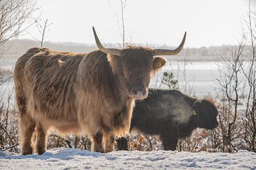 Schotse Hooglander in de sneeuw... van Ans Bastiaanssen