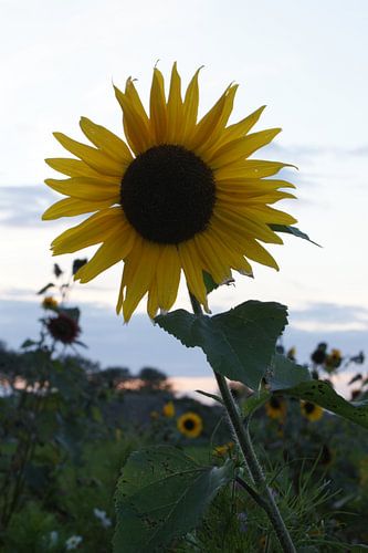 Zonnebloem.