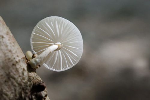 porseleinzwam in het bos