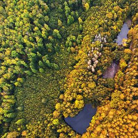 Laftaufnahme Wald und See von Oliver Henze