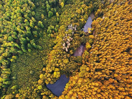 Forest and lake