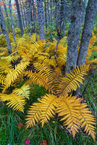 Kaneelvaren (Osmunda cinnamomea) in herfstkleuren groeiend in het bos van Baxter State Park, Verenig van Nature in Stock
