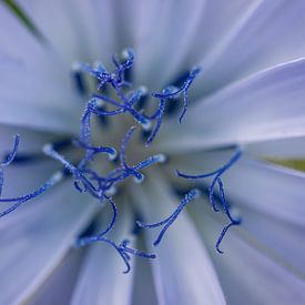 Common chicory by Joop Gerretse