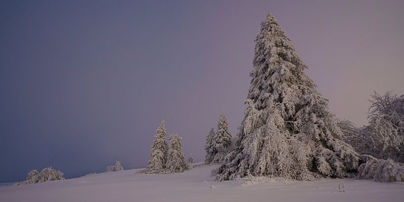 Schneebedeckte Fichten von Holger W. Spieker