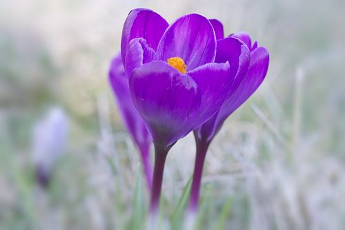 Piedmont crocus