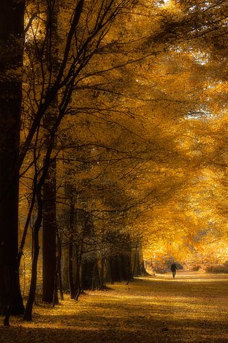 Herfst kleuren in het bos 