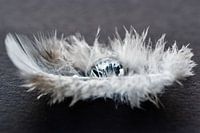 Plume avec goutte