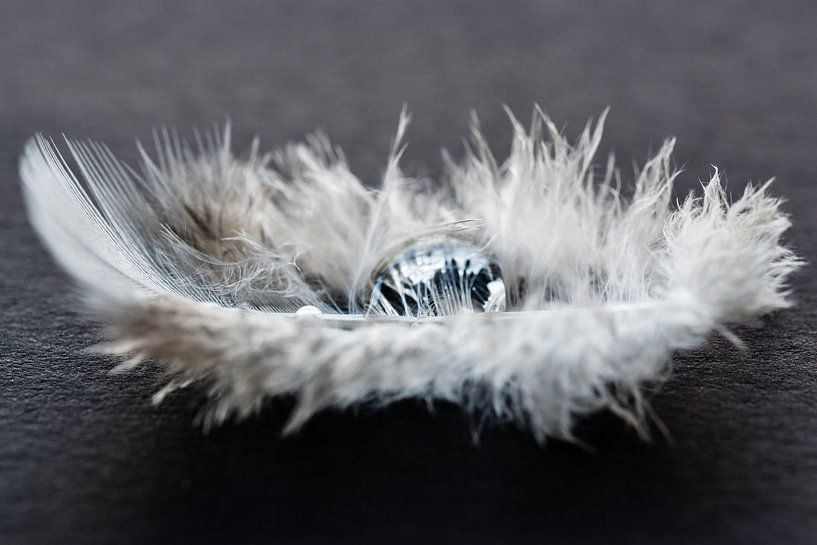 Feather with drop by Marjo Kusters