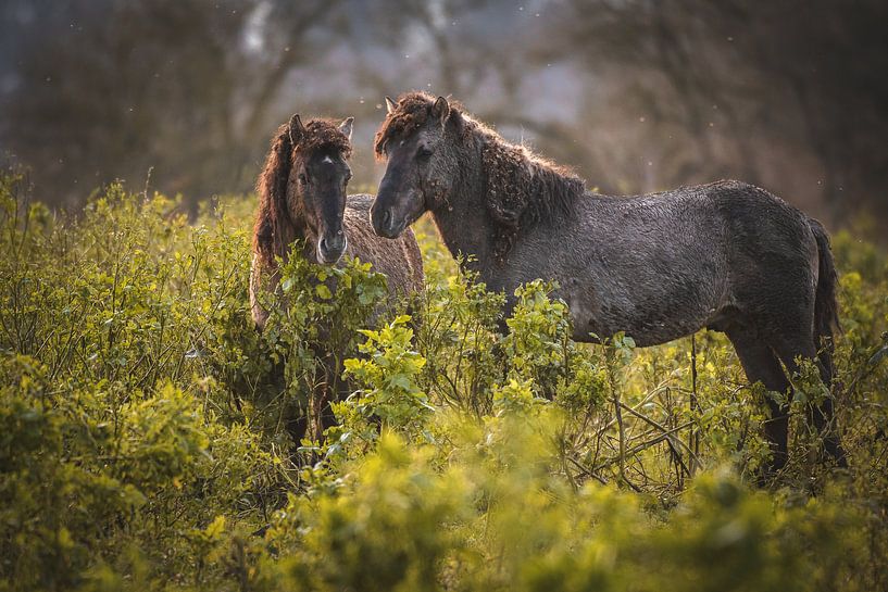 Konik-Pferde von Andy van der Steen - Fotografie