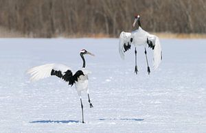 Mandschurenkraniche IX von Harry Eggens