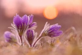 Cowbell by Thomas Herzog