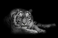 I see you! (Siberian tiger)