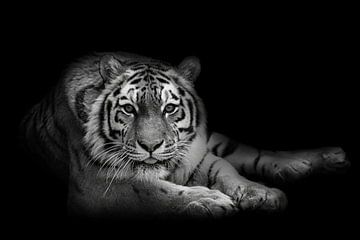 I see you! (Siberische tijger) van Anja Wessels Fotografie