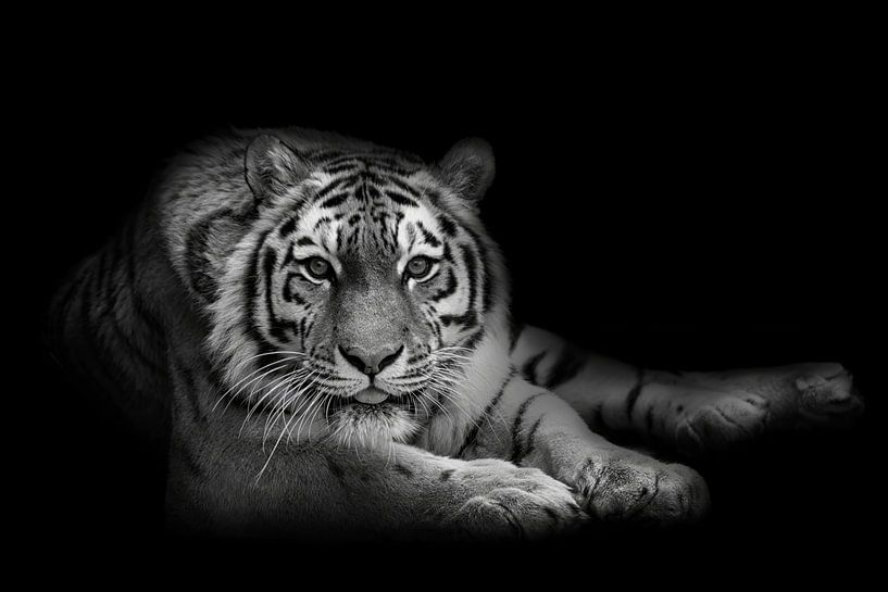 I see you! (Siberian tiger) by Anja Wessels Fotografie
