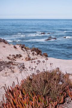 Wilde bloemen op het strand