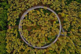 Cycling through the Trees from the air by Ewold Kooistra