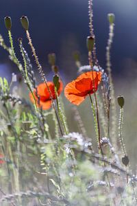 Mohnblumenfeld im Gegenlicht