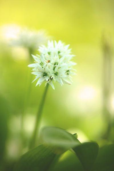 Groen wit delicate kleuren van de lente van Tanja Riedel