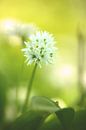 Groen wit delicate kleuren van de lente van Tanja Riedel thumbnail