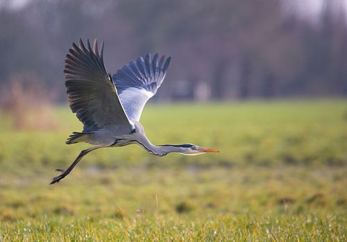 Blauwe Reiger