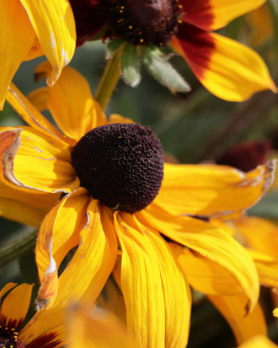September glow, yellow flower