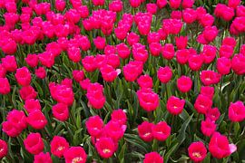 Field full of tulips by Lisette van Leeuwen