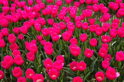 Champ de tulipes