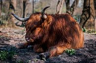 Schotse Hooglander rustend in het bos van Quentin Rademaker thumbnail