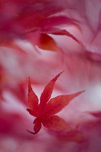 rood herfstblad van gj heinhuis