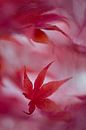 rood herfstblad van gj heinhuis thumbnail