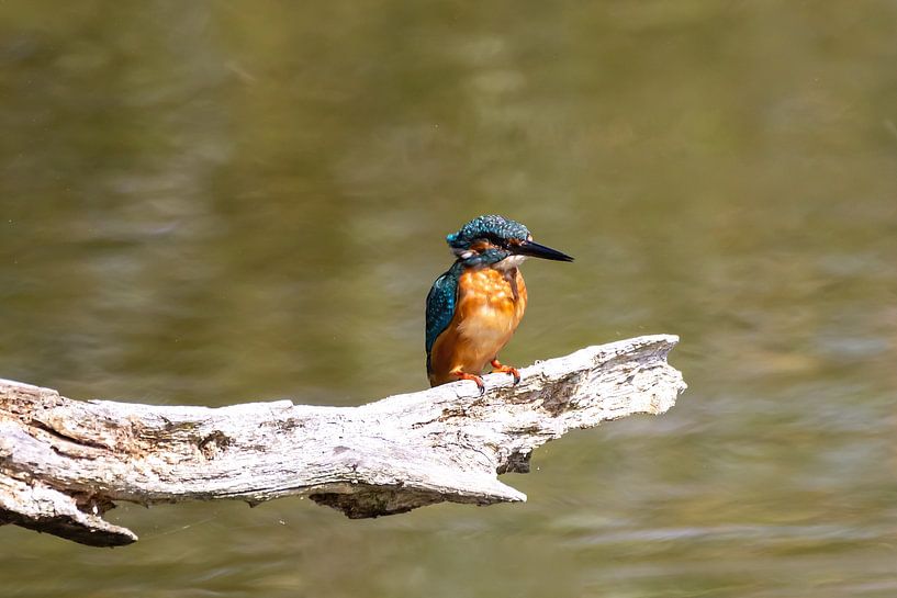 Kingfisher by Gh Verver Photography