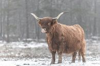 Schottische Hochlandrinder im Schnee von Sjoerd van der Wal Fotografie Miniaturansicht
