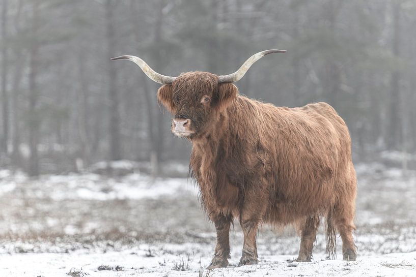 Schottische Hochlandrinder im Schnee von Sjoerd van der Wal Fotografie