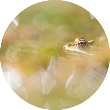 De groene kikker van Danny Slijfer Natuurfotografie