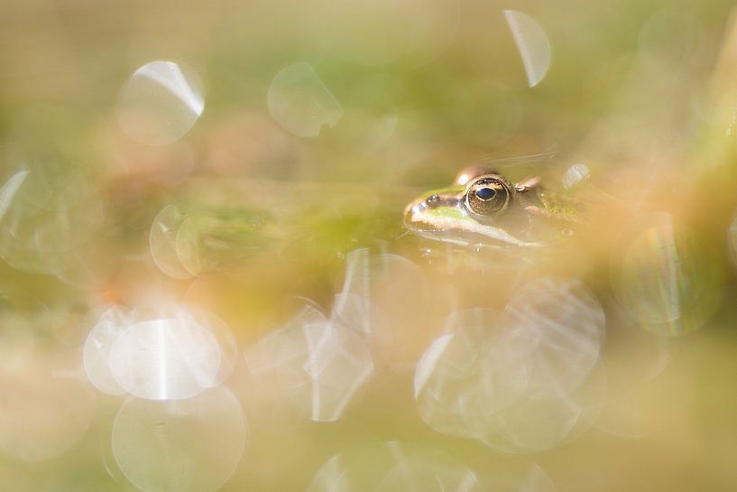 The green frog by Danny Slijfer Natuurfotografie