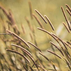 Dancing ornamental grass by Petra Kroon