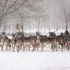 Deer in the snow by gea strucks