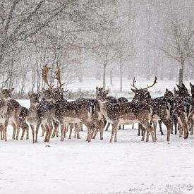 Deer in the snow by gea strucks