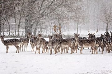 Des cerfs dans la neige sur gea strucks