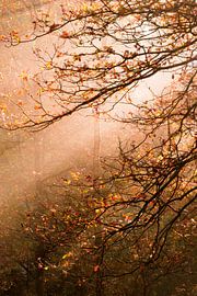 Heeze 52 von Deshamer