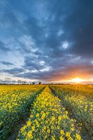 Rapeseed field in golden light
