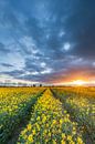 Rapsfeld in goldenem Licht von Ron Buist Miniaturansicht