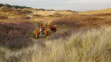 Highlander écossais dans la dune