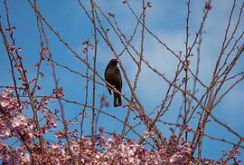 Blackbird in tree full of pink blossoms, blue background by Robert Coolen