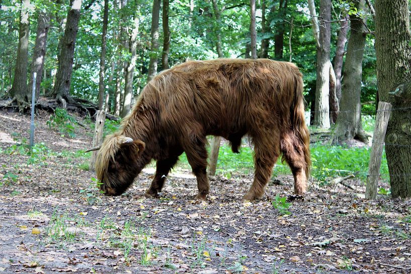 Schotse hooglander par Anne Sparidans