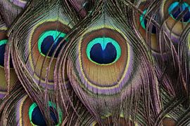 Feathers of a Green Peafowl by Ronald Pol