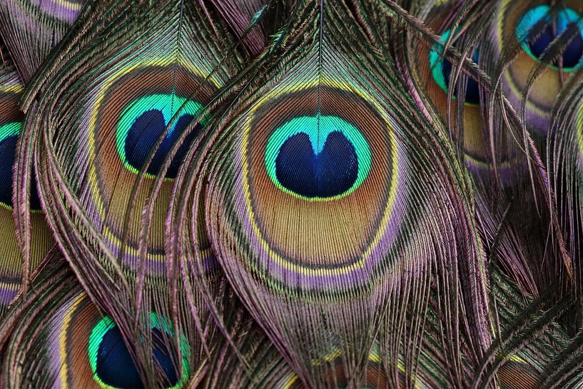Feathers of a Green Peafowl by Ronald Pol